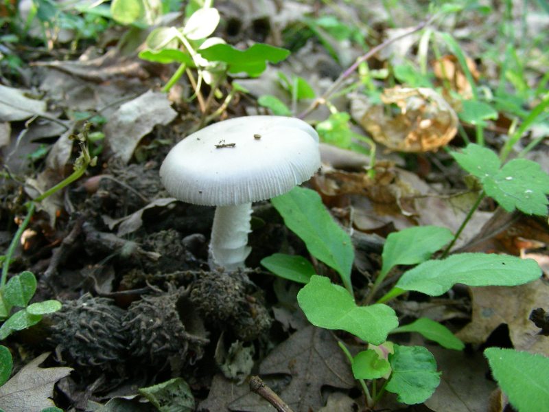 1) Fotografati  il 16.06.2012.sotto Quercia